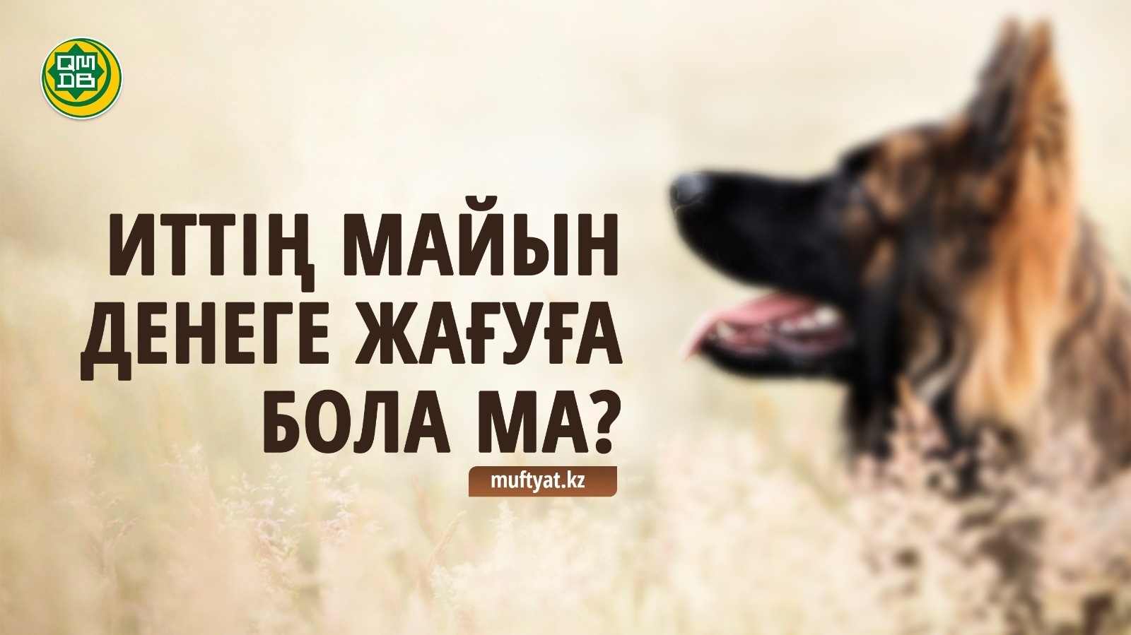 ИТТІҢ МАЙЫН&nbsp;ДЕНЕГЕ ЖАҒУҒА БОЛА МА?